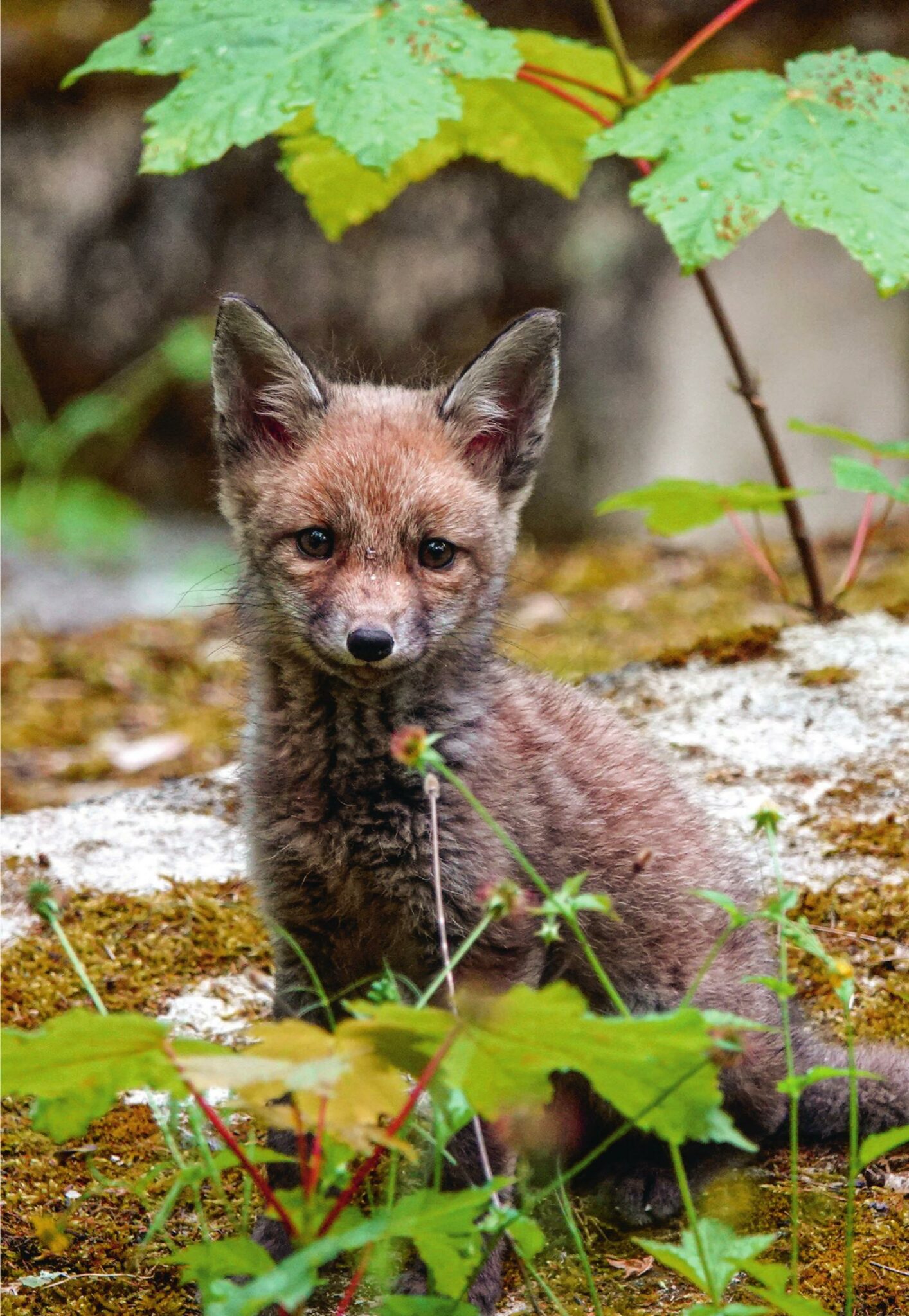 La Vie secrète d’un cimetière - Benoît Gallot - Les Arènes