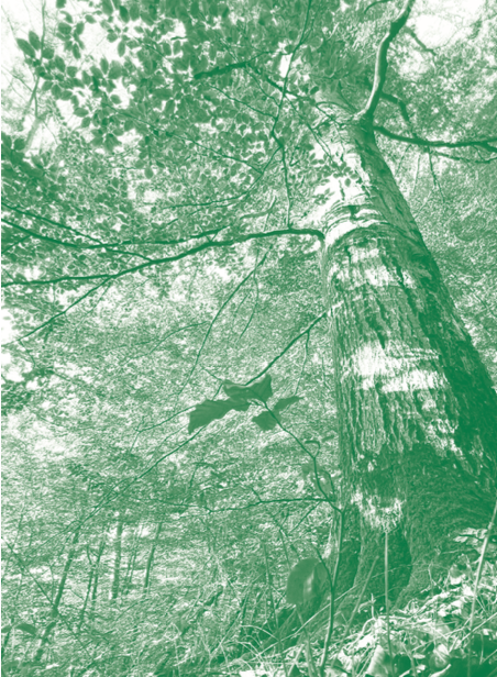 Autobiographie d&rsquo;un arbre
